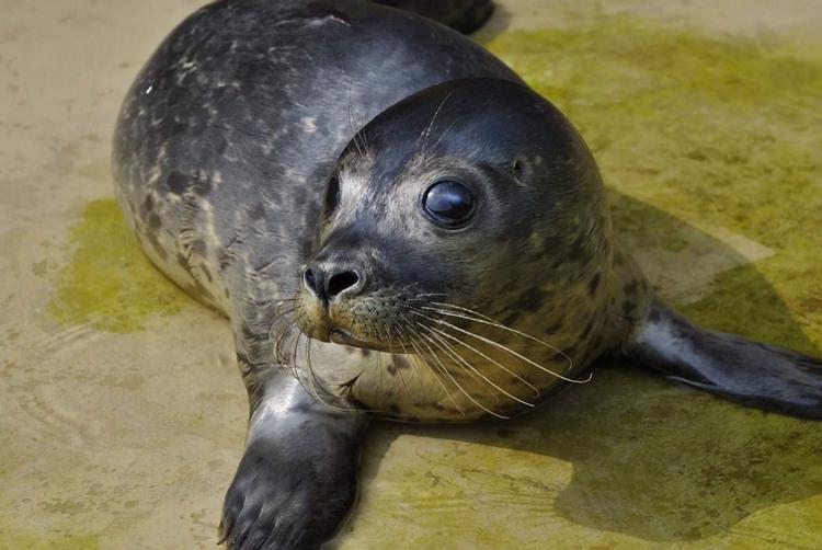 Hotel Jurata | Jurata | 10