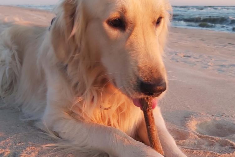 Hotel Jurata | Jurata | 19